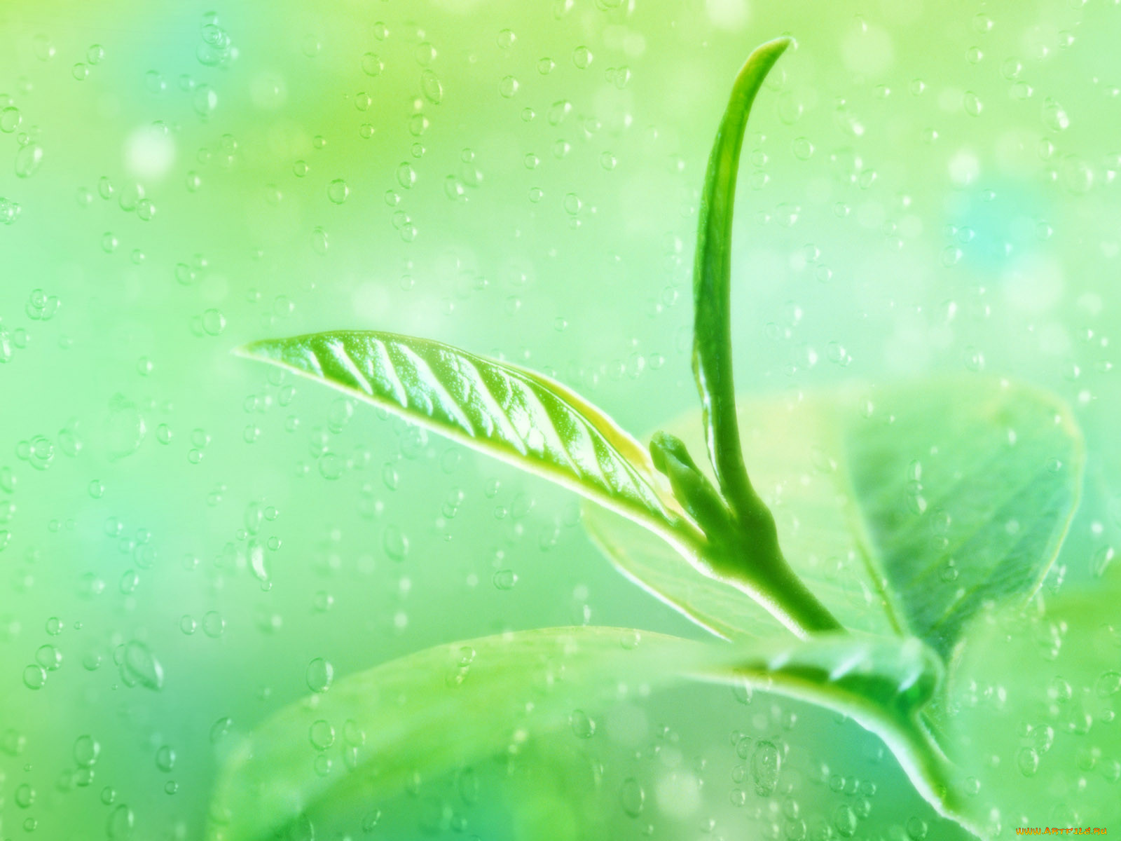 , desktop, decor